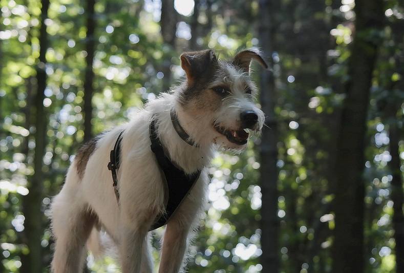 001 Felix SAM_3076 als Smart-Objekt-1 Kopie als Smart-Objekt-1 Kopie.jpg